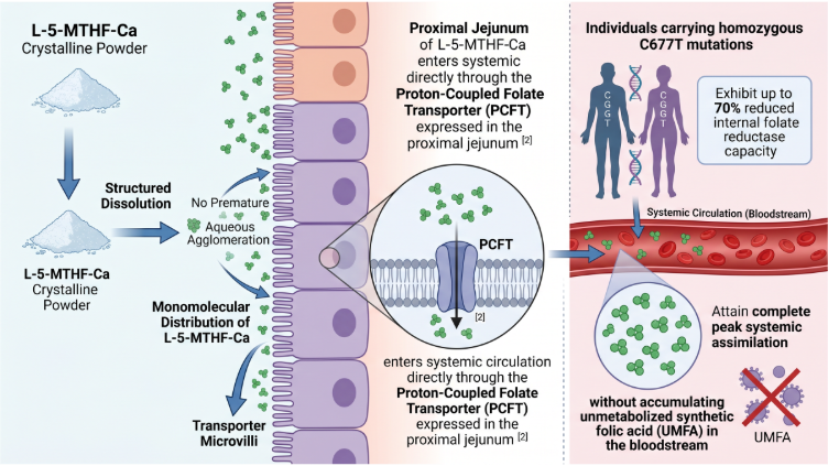 Kinetic Dissolution & Phase Solubility of L-5-MTHF Ca Salt in Genetic MTHFR