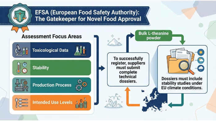 Navigating EFSA Safety for Bulk L-theanine Powder