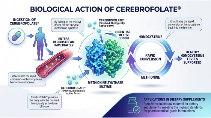 Cerebrofolate®: The Direct Catalyst for Heart Protection